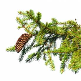 Fir Needle essential oil